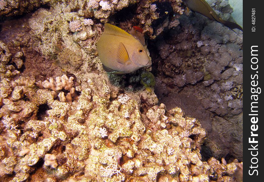 Yellow and white fish near corals