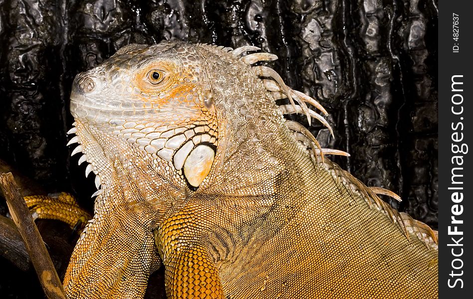 Face and head of an adult female Iguana iguana