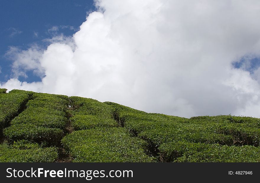 Tea plantation  and blue sky malasia