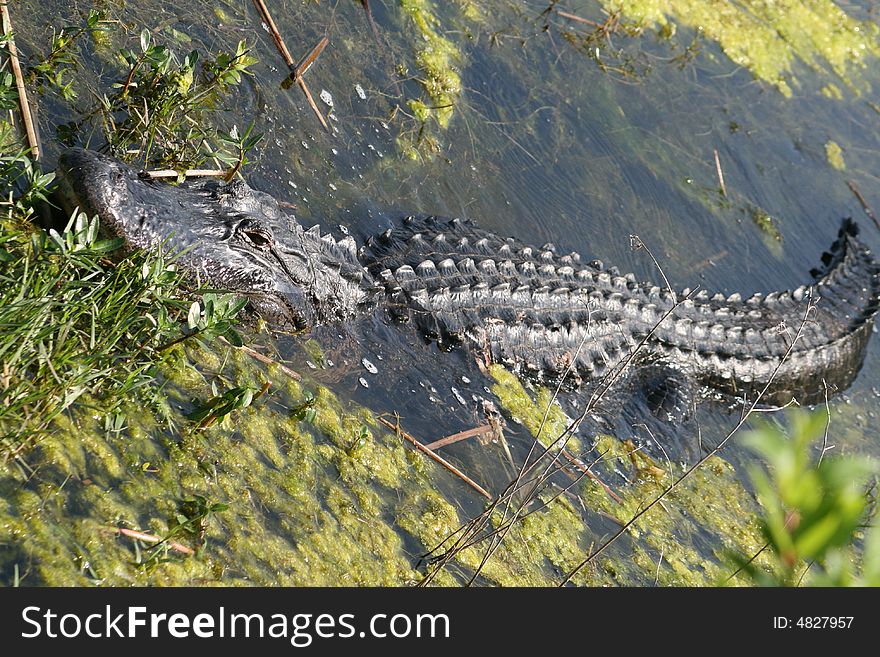 An alligator sleeping in a swamp in Florida