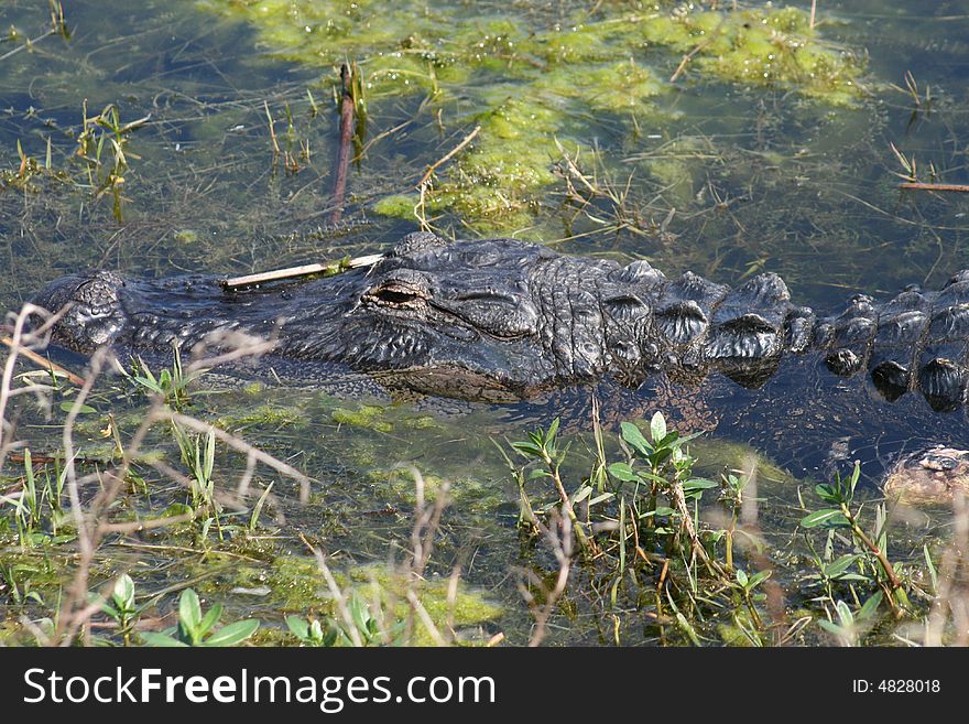An alligator sleeping in a swamp in Florida. An alligator sleeping in a swamp in Florida