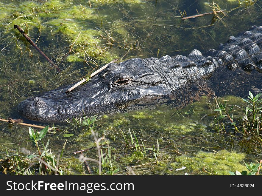 An alligator sleeping in a swamp in Florida. An alligator sleeping in a swamp in Florida