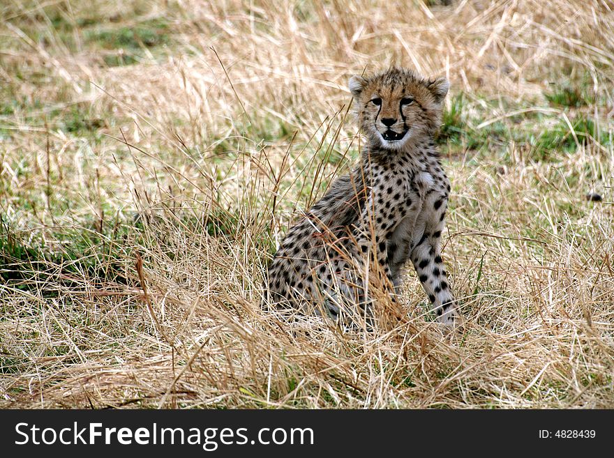 Cheetah cub sitting in the grass in the Masai Mara Reserve in Kenya