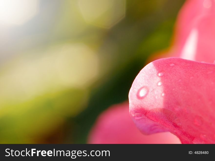 Rose with waterdrops in the morning. Rose with waterdrops in the morning