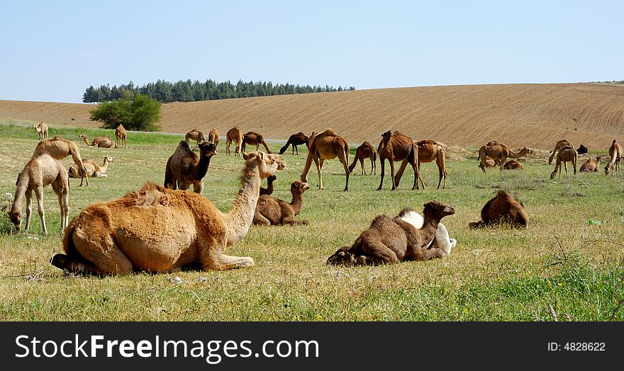Grazing camels eating green grass