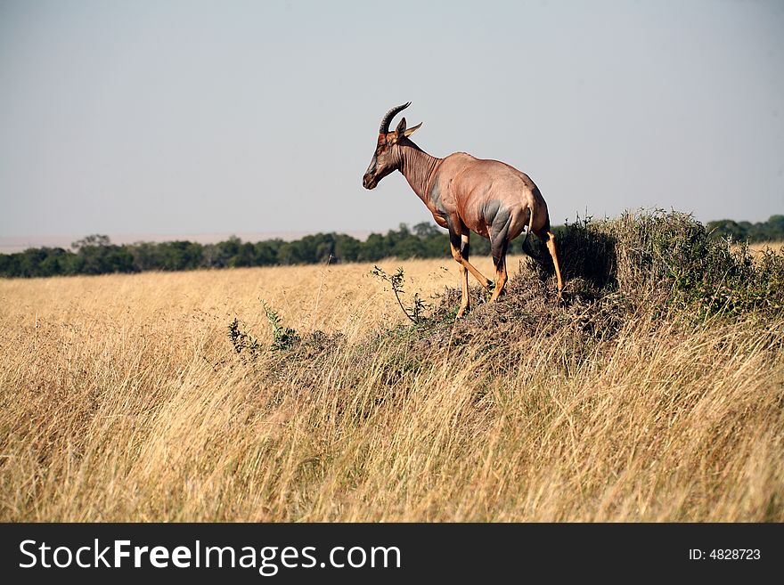 Topi  standing in the grasslands of the Masa Mara Reserve (Kenya). Topi  standing in the grasslands of the Masa Mara Reserve (Kenya)