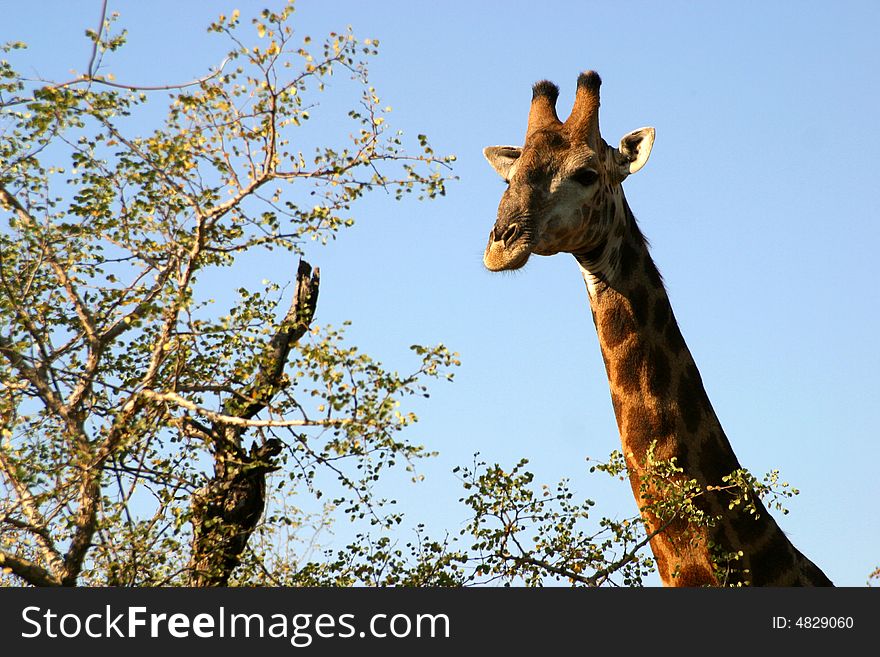 Giraffe head and neck in the Masai Mara Reserve (Kenya)