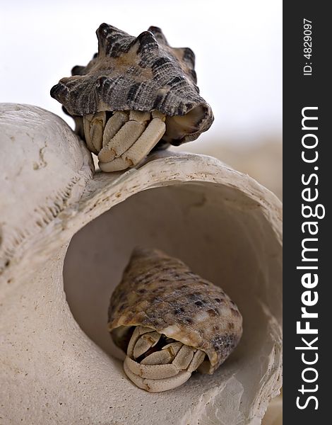 Two sleeping hermit crabs on large seashell