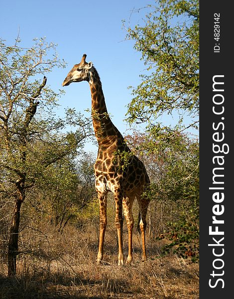 Giraffe standing in the trees of the Kruger National Park (South Africa). Giraffe standing in the trees of the Kruger National Park (South Africa)