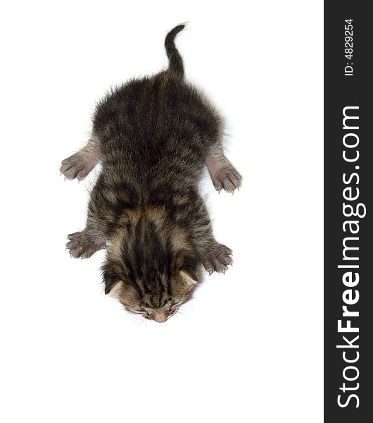 Small Cat Isolated On White