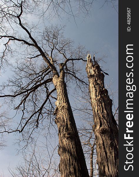 A tall, dead tree against a partly clouded sky. A tall, dead tree against a partly clouded sky.