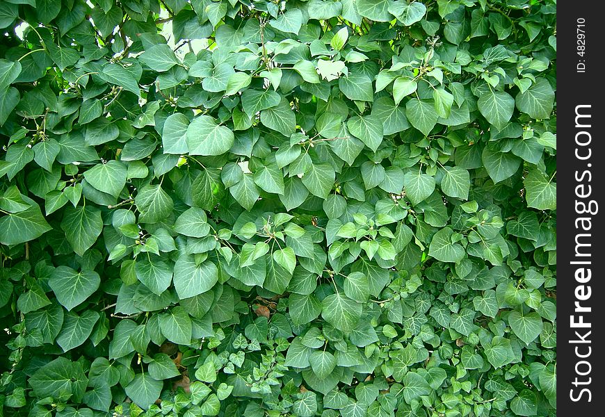 Green leaves background - green leaves wall