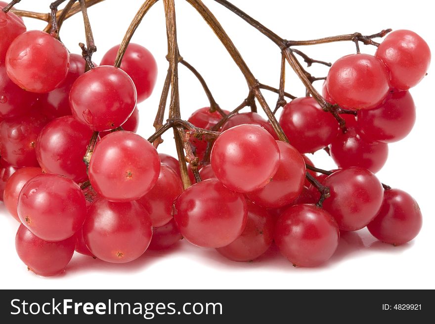 Guelder-rose On White