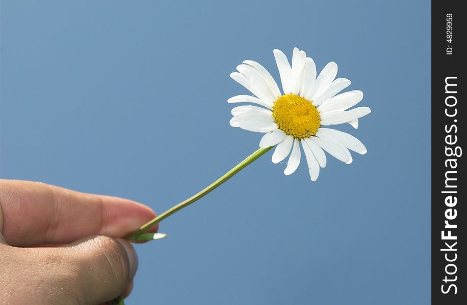Hand holds white flower against the blue sky. Hand holds white flower against the blue sky