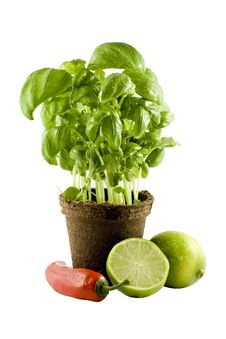 Basil, Lime & Chili Isolated On White Stock Images Basil, Lime & Chili Isolated On White Stock Images