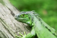 The Lizard On The Wood Stock Photos