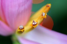 Macro Banana Flower Stock Photography Macro Banana Flower Stock Photography
