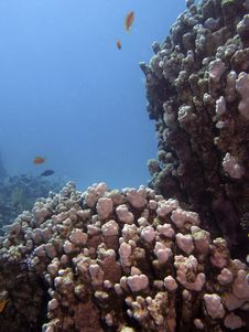 Coral Reef Scene With Fish Stock Images Coral Reef Scene With Fish Stock Images