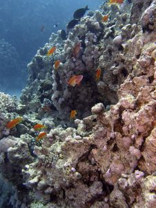 Coral Reef Scene With Fish Stock Photography