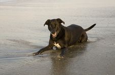 Dog Laying In Water At Beach Royalty Free Stock Photography Dog Laying In Water At Beach Royalty Free Stock Photography