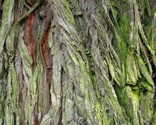 Bark Texture Royalty Free Stock Photo