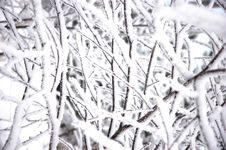 Snow On Branches Stock Photo Snow On Branches Stock Photo