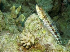 Clearfin Lizard Fish Resting Royalty Free Stock Photography