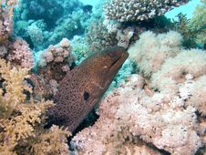 Giant Moray Emerging Stock Photos Giant Moray Emerging Stock Photos
