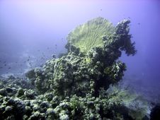 Giant Sea Fan And Reef Stock Photos Giant Sea Fan And Reef Stock Photos