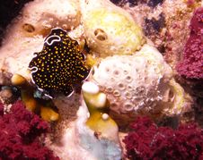 Gold Dotted Flatworm Royalty Free Stock Photography Gold Dotted Flatworm Royalty Free Stock Photography