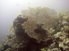 Gorgonian Sea Fans Royalty Free Stock Images Gorgonian Sea Fans Royalty Free Stock Images
