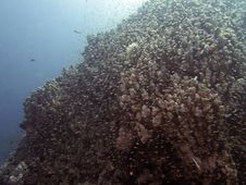 Coral Reef Scene With Fish Royalty Free Stock Photo Coral Reef Scene With Fish Royalty Free Stock Photo