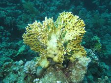 Coral Reef Scene With Fish Stock Photos Coral Reef Scene With Fish Stock Photos