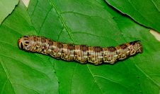 Butterfly S Larva Moderate Climate Of Russia Stock Image Butterfly S Larva Moderate Climate Of Russia Stock Image