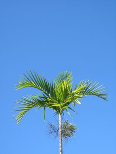 Palm Tree Stock Photos Palm Tree Stock Photos