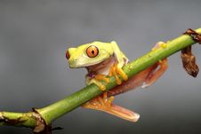 Red Eyed Tree Frog Stock Photography Red Eyed Tree Frog Stock Photography