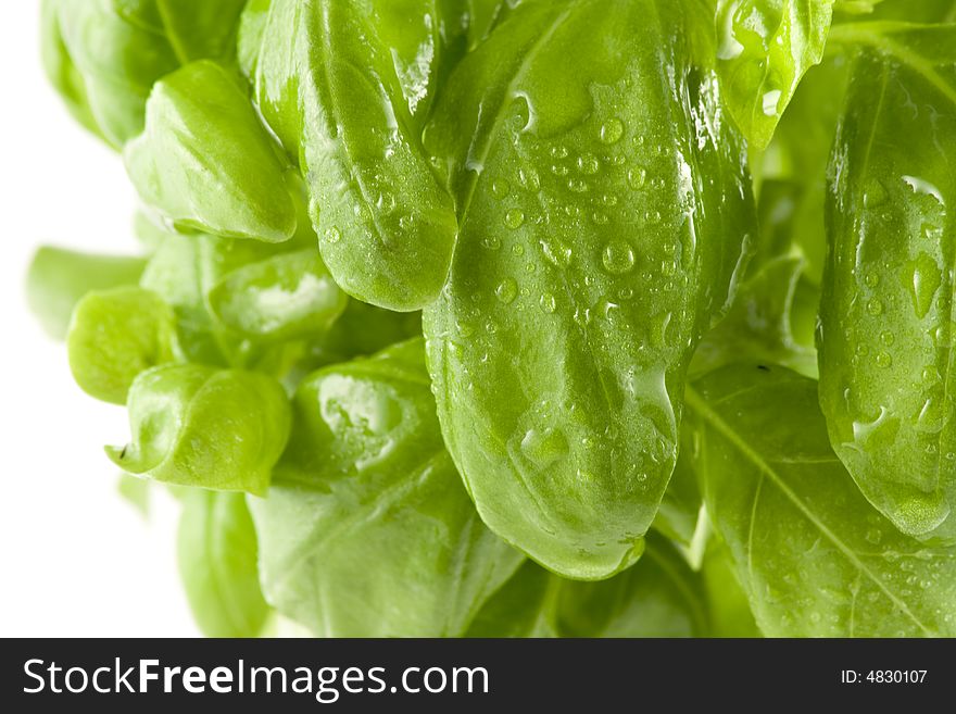 Close-up picture of a fresh basil isolated on white background