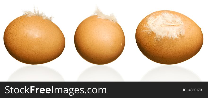 Egg With Plumelet. 3 Images.
