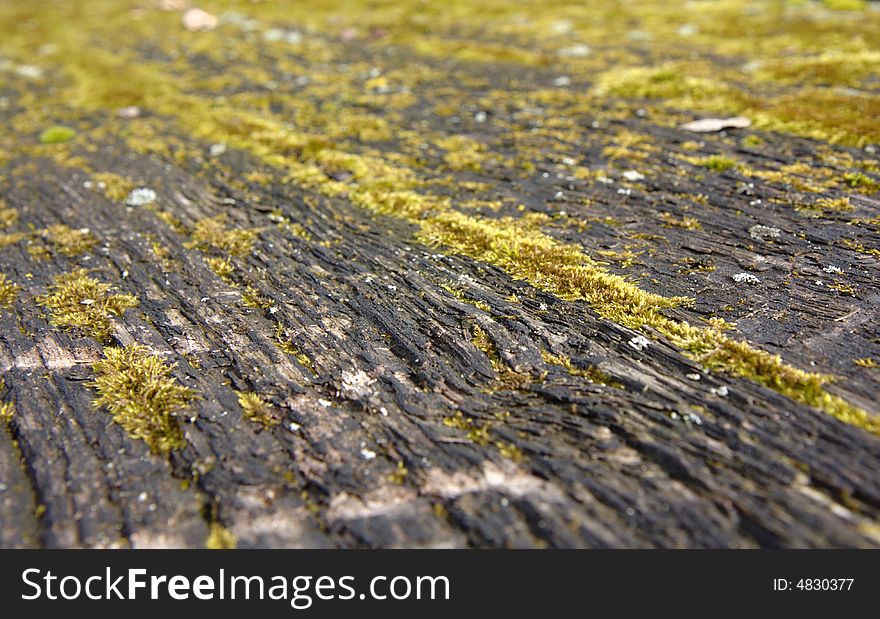 Detail of moss on a an old wooden table