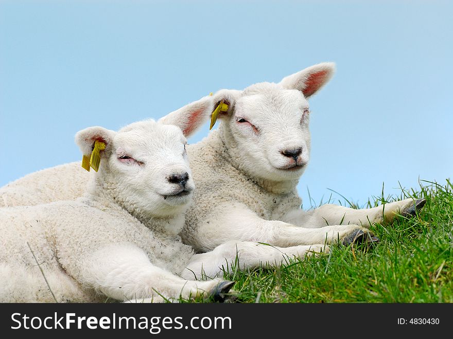Cute lambs on the grass in spring