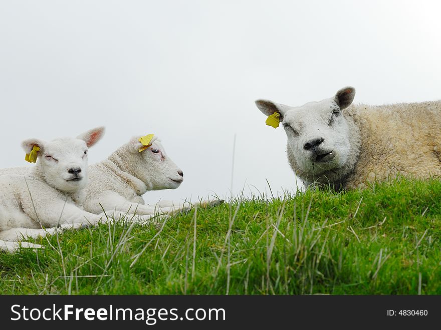 Cute lamb and mother on the grass in spring