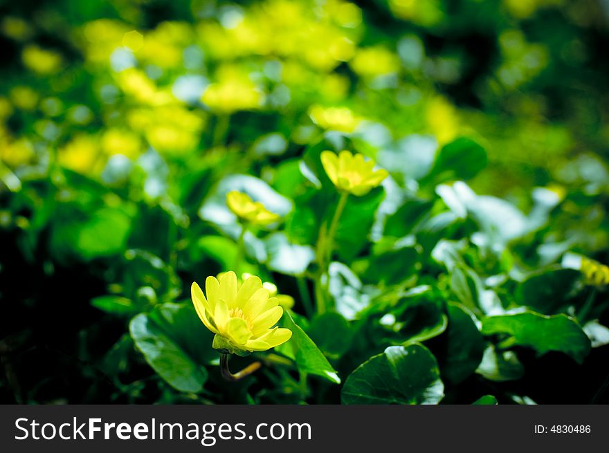 Yellow flowers with green foliage