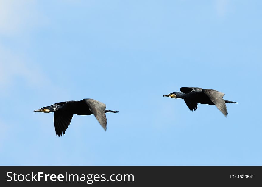 Two beautiful great black cormorants in flight (Phalacrocorax carbo)