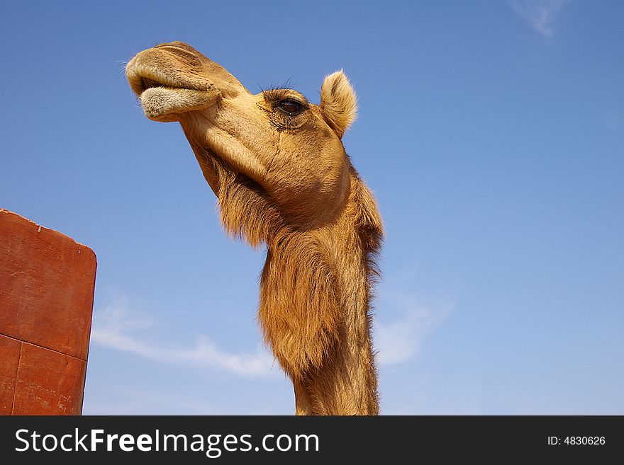 Head of a ridiculous camel on a background of the blue sky, India