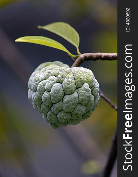 A green sugar apple with the leaf. A green sugar apple with the leaf