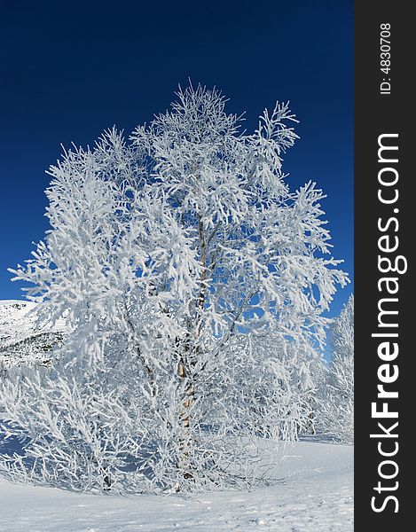 Tree with a lot of frost from northern part of Norway. Tree with a lot of frost from northern part of Norway