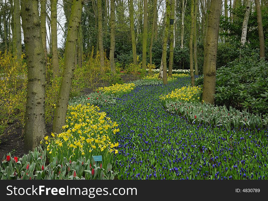 Beautiful garden of colorful flowers in spring (keukenhof, The Netherlands)