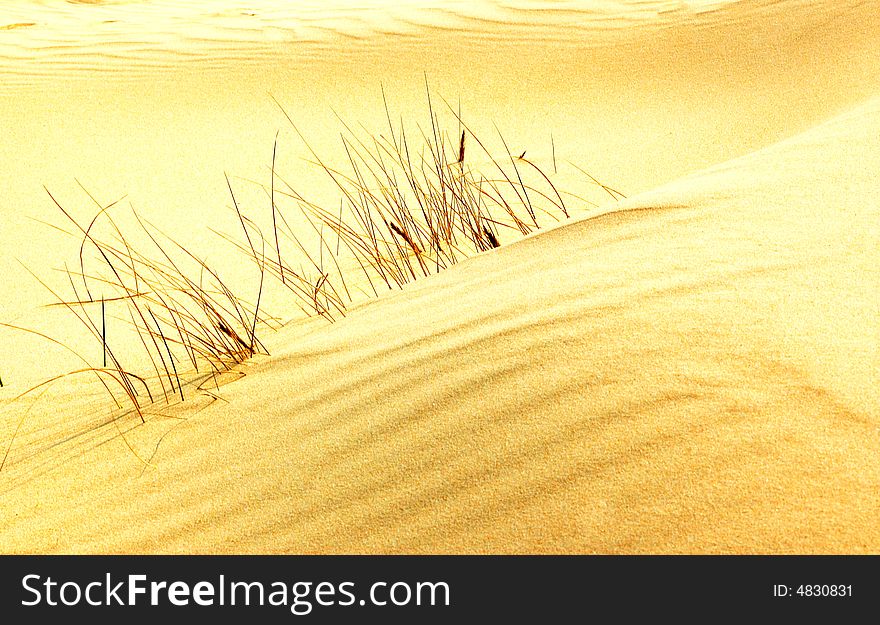 Some small grasses in the desert, were already dried up, the life is anticipating spring's oncoming. Some small grasses in the desert, were already dried up, the life is anticipating spring's oncoming