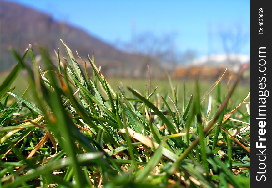 Looking trough green and fresh grass