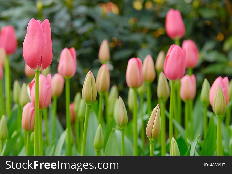 Beautiful garden of colorful flowers in spring (keukenhof, The Netherlands)